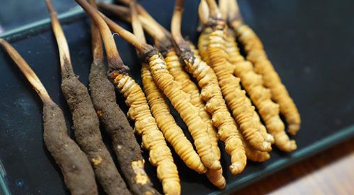 <a href=http://m.ioytjgh.cn/xinxian/ target=_blank class=infotextkey>新<a href=http://m.ioytjgh.cn/xinxian/ target=_blank class=infotextkey>鮮冬蟲(chóng)夏草</a></a>做菜