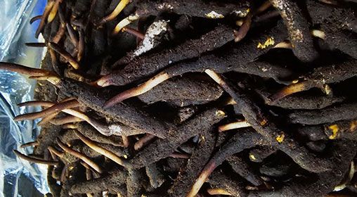 <a href=http://m.ioytjgh.cn/xinxian/ target=_blank class=infotextkey>新<a href=http://m.ioytjgh.cn/xinxian/ target=_blank class=infotextkey>鮮冬蟲夏草</a></a>產(chǎn)地