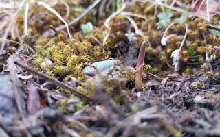 蟲(chóng)草的生命周期：從蟲(chóng)到草的奇妙轉(zhuǎn)變