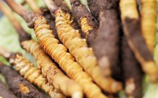 如何鑒別真假蟲草？教你幾招！