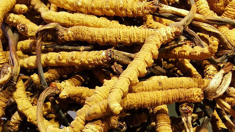 冬蟲夏草是什么味道？揭秘“軟黃金”的獨(dú)特風(fēng)味