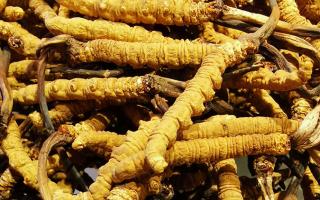 冬蟲夏草是什么味道？揭秘“軟黃金”的獨(dú)特風(fēng)味