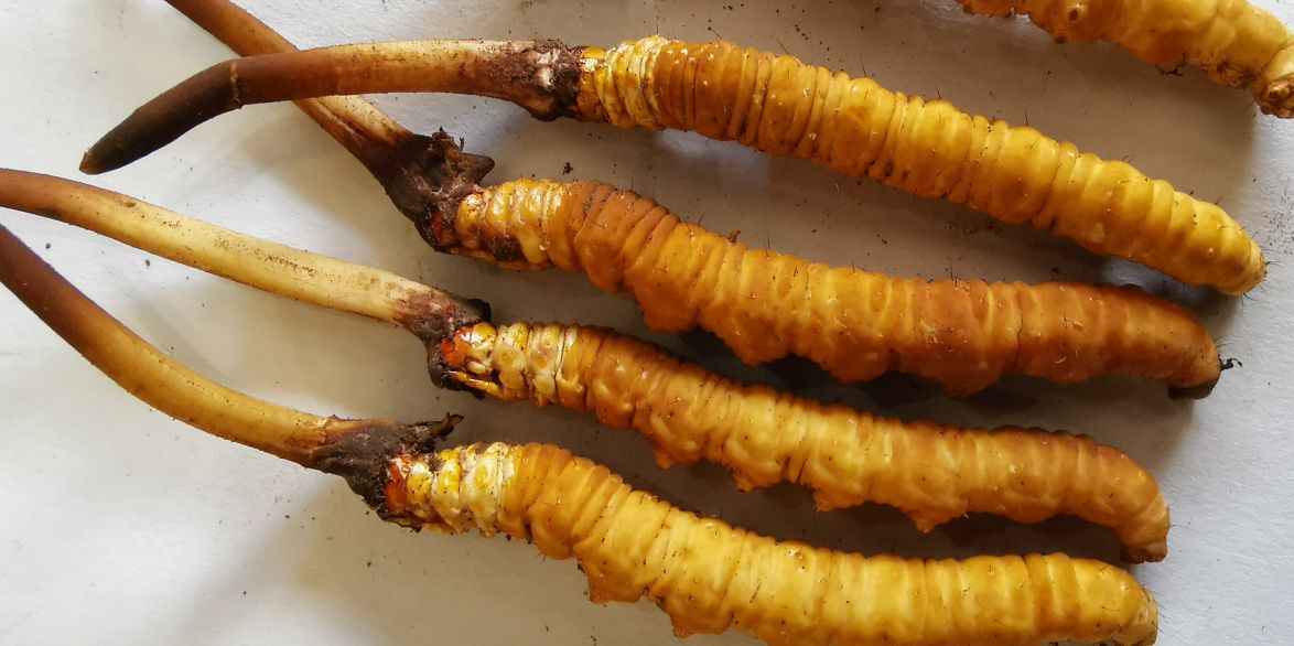 冬蟲夏草泡酒最佳配方：滋補(bǔ)養(yǎng)生，強(qiáng)身健體