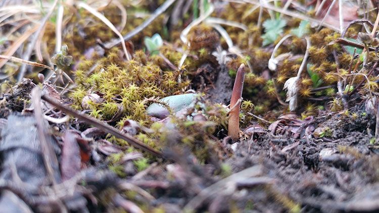 冬蟲夏草頭期干貨：黃金品質的奧秘