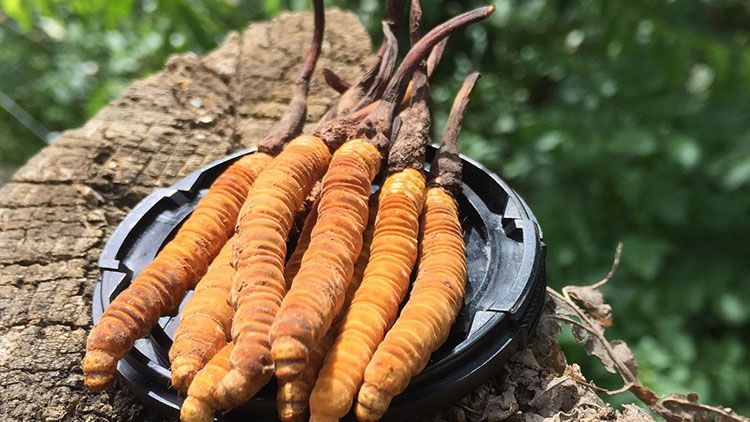 哪個(gè)牌子的冬蟲夏草好？2024年權(quán)威選購(gòu)指南