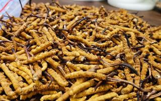 冬蟲夏草價(jià)格解析：2024年市場行情指南