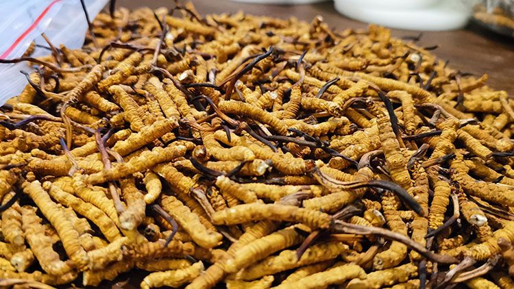 深圳<a href=http://m.ioytjgh.cn/zhengce/ target=_blank class=infotextkey>冬蟲夏草交易</a>市場：南中國蟲草貿(mào)易的黃金樞紐