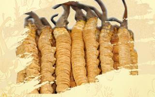 冬蟲(chóng)夏草御寒效果好嗎？科學(xué)解讀其抗寒機(jī)制