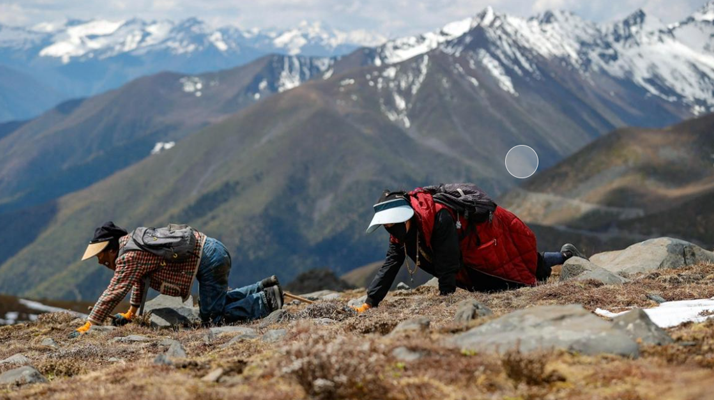 扎拉鄉(xiāng):冬蟲夏草的黃金產(chǎn)地