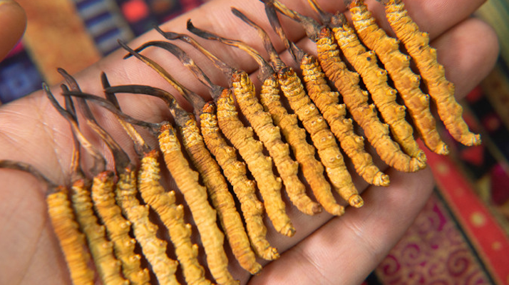 冬蟲夏草究竟多少錢一只？