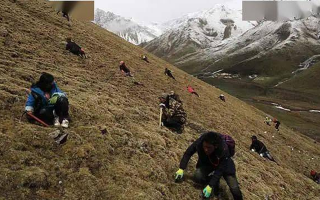 野生冬蟲夏草一斤多少錢？