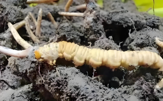 冬蟲夏草鮮草與干草的差異解析：不同形態(tài)，別樣價(jià)值