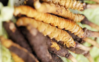 冬蟲夏草鮮草能存多久？保存時(shí)長(zhǎng)全解析