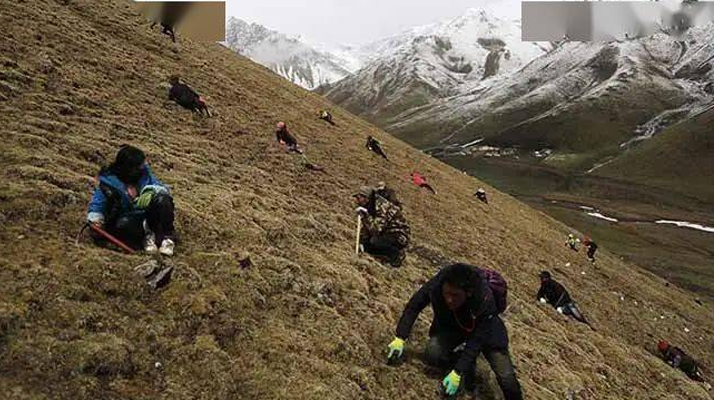 那曲冬蟲夏草鮮草季節(jié):自然的饋贈(zèng)