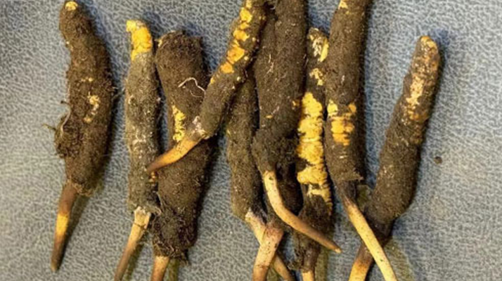 探秘那曲<a href=http://m.ioytjgh.cn/xinxian/ target=_blank class=infotextkey>鮮冬蟲夏草</a>的神奇功效