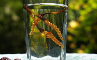 鮮冬蟲(chóng)夏草怎么泡好吃？這些配方讓滋補(bǔ)更有滋味