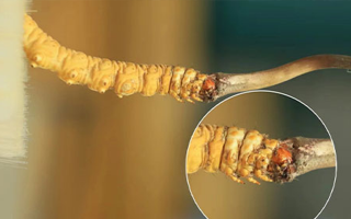 哪里能買到新鮮的冬蟲夏草？這幾個(gè)渠道要知道