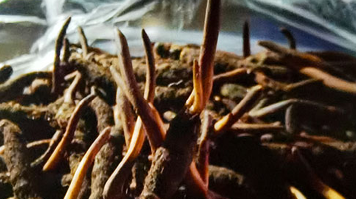吃鮮的冬蟲夏草會(huì)上火嗎？一文說清