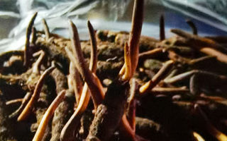 吃鮮的冬蟲夏草會(huì)上火嗎？一文說清