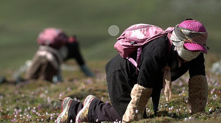 西藏<a href=http://m.ioytjgh.cn/xinxian/ target=_blank class=infotextkey>新<a href=http://m.ioytjgh.cn/xinxian/ target=_blank class=infotextkey>鮮冬蟲(chóng)夏草</a></a>:雪域高原的神奇饋贈(zèng)