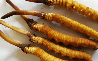 冰鮮冬蟲夏草價(jià)格探秘：價(jià)值與市場因素的深度剖析