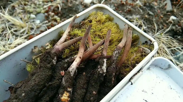 冬蟲夏草鮮草季：邂逅高原至寶，開啟健康滋養(yǎng)新體驗(yàn)