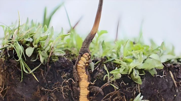 冬蟲夏草鮮草：鮮活的生命力，至臻的養(yǎng)生之選