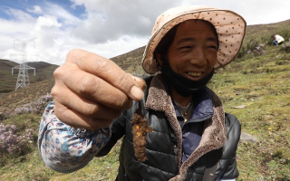 冬蟲夏草鮮草的挖掘方法與奧秘