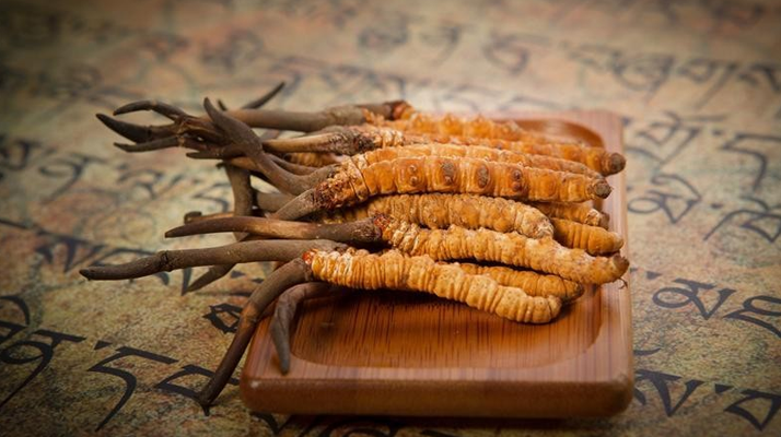 冬蟲夏草新鮮價格探秘：每克多少錢？