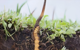 冬蟲夏草新鮮度鑒定指南：多維度甄別優(yōu)質鮮草