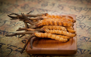 冬蟲夏草新鮮價格探秘：每克多少錢？