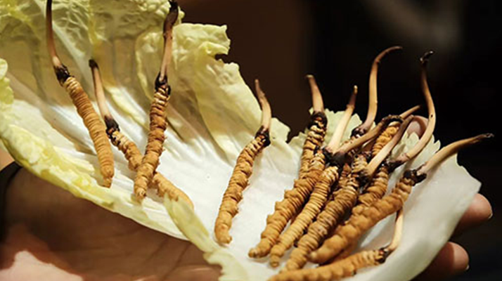 冬蟲夏草：干草與鮮草的終極對比，哪種更適合你？