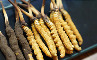 冬蟲(chóng)夏草鮮草吃多久？科學(xué)食用周期與效果解析