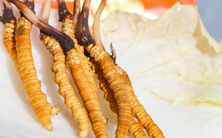 冬蟲夏草鮮草打包發(fā)貨全流程：從采摘到送達的保鮮之旅