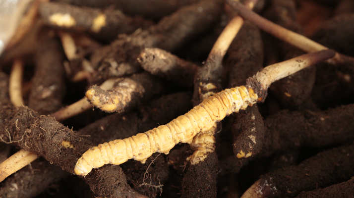 吃鮮冬蟲夏草會便秘嗎？