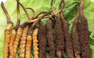 到哪里買新鮮的冬蟲夏草？三步辨真?zhèn)?，四大渠道安心?> </div>
            <div   id=