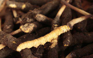 吃鮮冬蟲夏草會便秘嗎？科學(xué)解讀蟲草與腸道健康的微妙關(guān)系