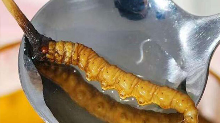 冬蟲夏草鮮草冷凍后這樣吃，營(yíng)養(yǎng)不流失！