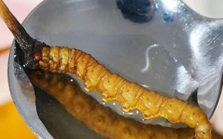 冬蟲夏草鮮草冷凍后這樣吃，營(yíng)養(yǎng)不流失！