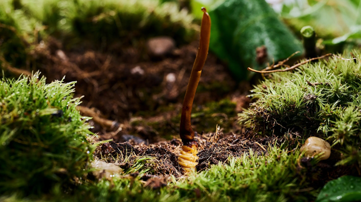 冬蟲夏草鮮草清洗全攻略:留住純凈與營養(yǎng)