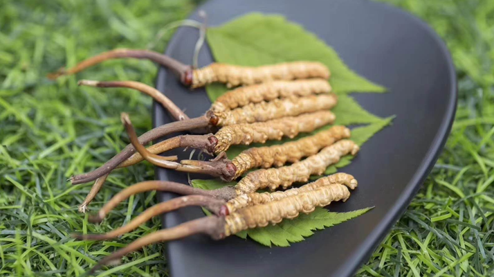 冬蟲(chóng)夏草鮮草一根價(jià)格探秘