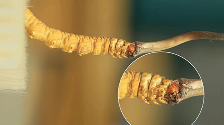探尋鮮冬蟲(chóng)夏草的絕佳口感：好口感的標(biāo)準(zhǔn)與奧秘