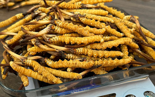 鮮冬蟲夏草泡酒：傳統(tǒng)養(yǎng)生佳釀的制作秘籍