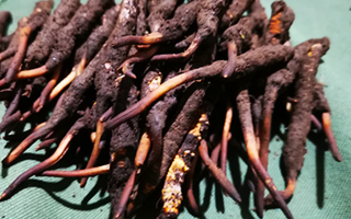 鮮冬蟲夏草可以泡水喝嗎？深度解析其飲用之道