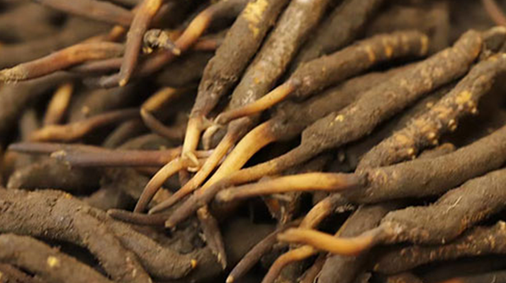 如何挑選<a href=http://m.ioytjgh.cn/xinxian/ target=_blank class=infotextkey>新<a href=http://m.ioytjgh.cn/xinxian/ target=_blank class=infotextkey>鮮冬蟲夏草</a></a>?掌握這幾個關(guān)鍵技巧