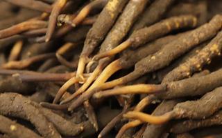 如何挑選新鮮冬蟲夏草？掌握這幾個關(guān)鍵技巧