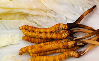 一克鮮草，千金之珍：探秘 1 克新鮮冬蟲夏草