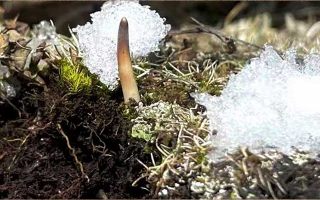 冬蟲夏草鮮草泡酒全指南：醇香滋補的釀造秘籍