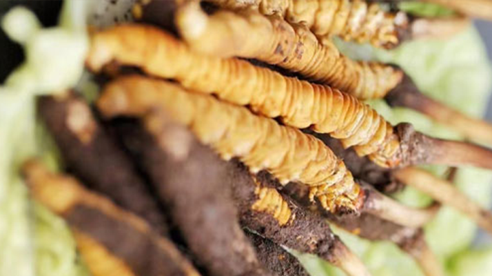 好的鮮<a href=http://m.ioytjgh.cn/jiage/ target=_blank class=infotextkey>冬蟲夏草價格</a>解析