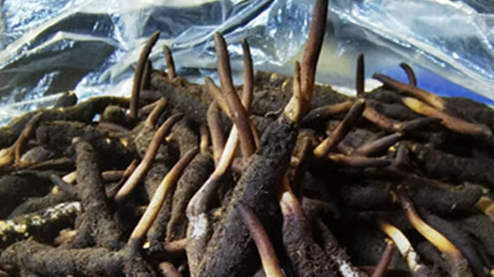 冬蟲(chóng)夏草鮮草能不能泡酒？科學(xué)解析與實(shí)用指南